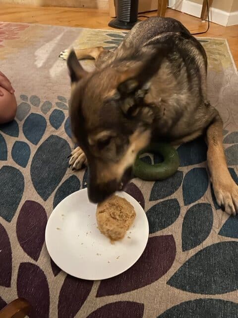 Dog laying on the carpet eating a dog-safe cupcake off of a plate.